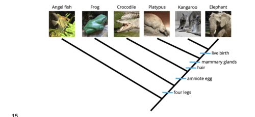evolution Flashcards | Quizlet