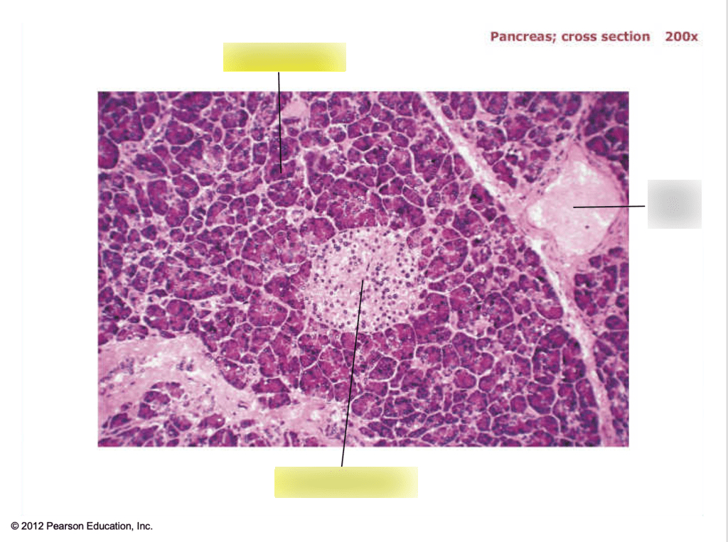 Pancreatic histology Diagram Quizlet