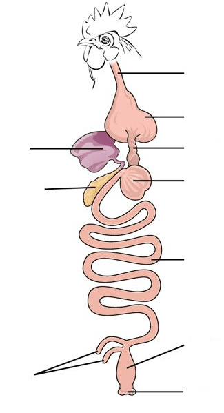 Bird Digestive System Diagram | Quizlet