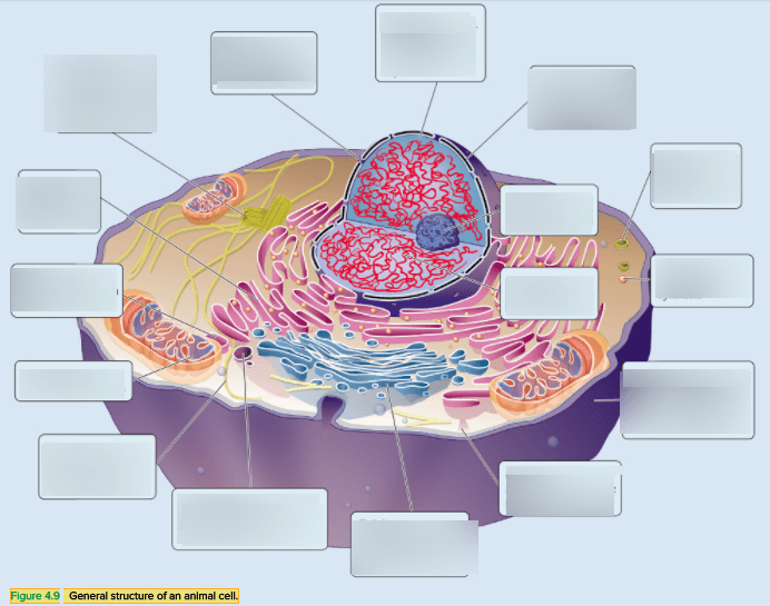 animal cell structure Diagram | Quizlet