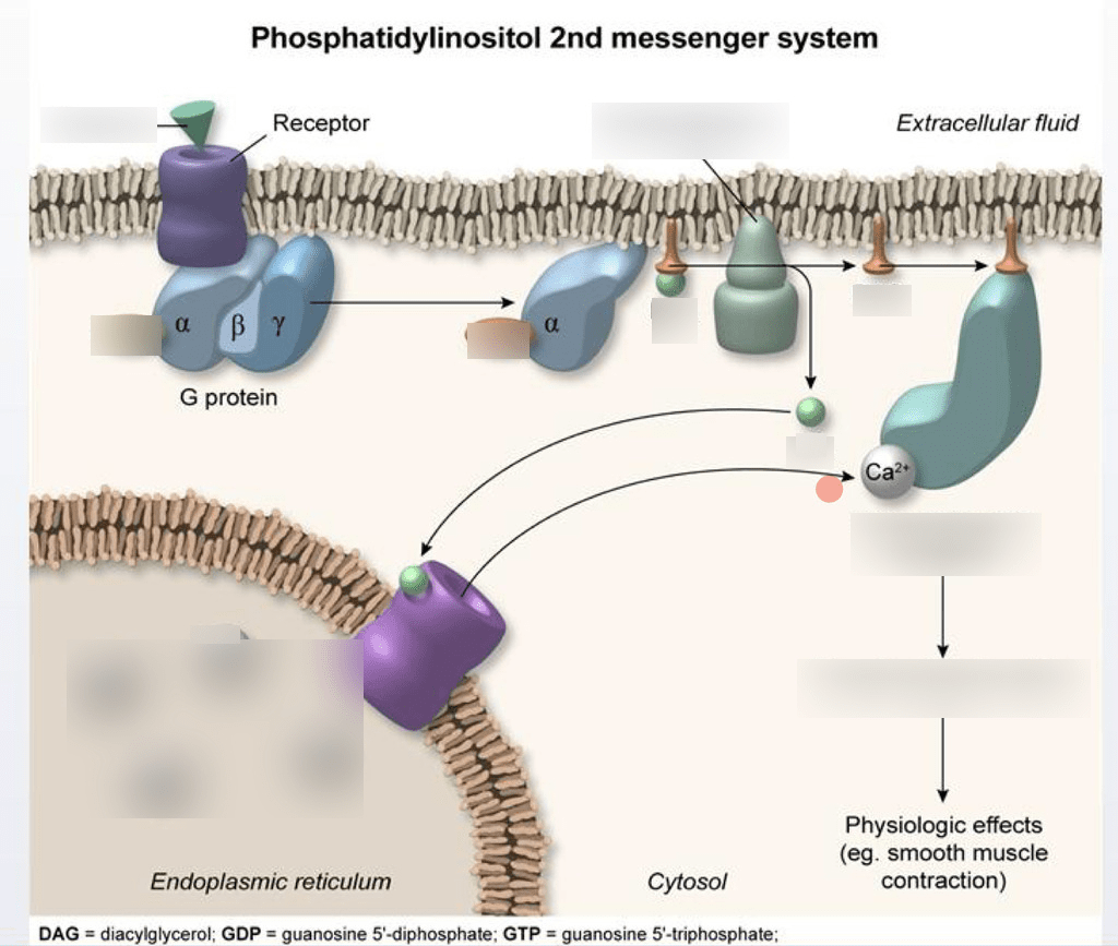 Block 2 Diagram Quizlet