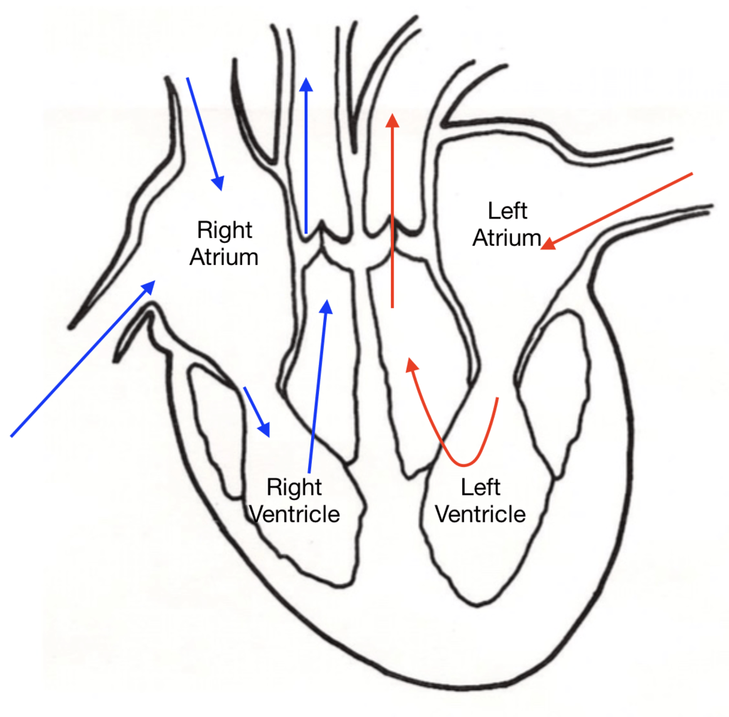 Diagram of the internal structure of the heart Diagram | Quizlet