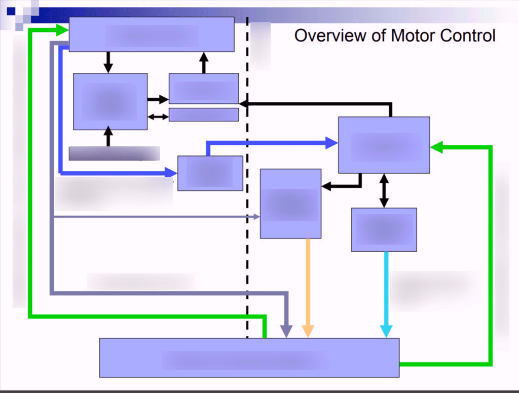 Overview of Motor Control Diagram | Quizlet