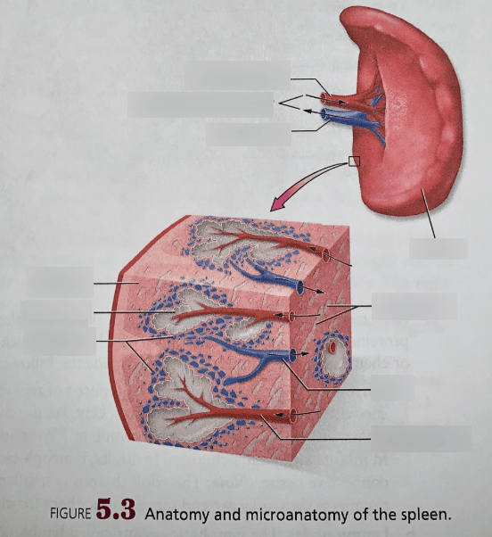 Spleen Anatomy Location Anatomy Of Spleen Anatomy Drawing Diagram