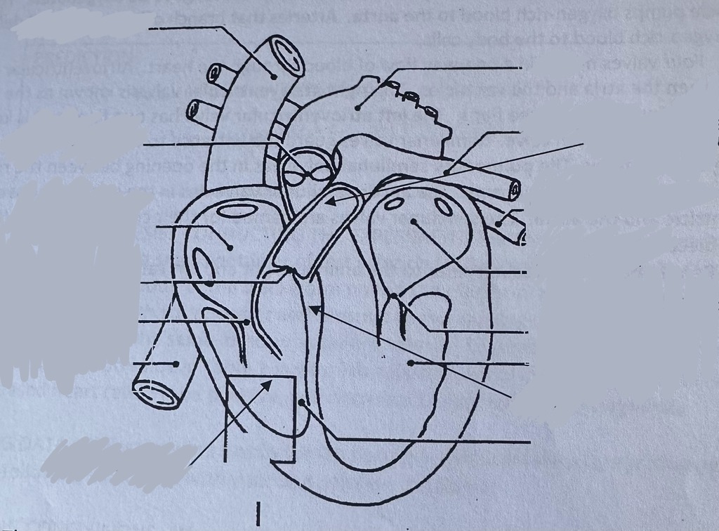 diagram of the heart Diagram | Quizlet