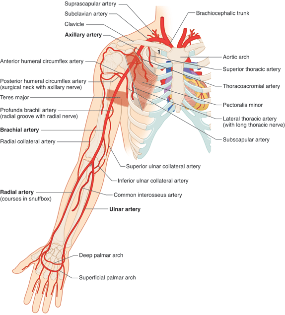 Arm arteries Diagram Quizlet