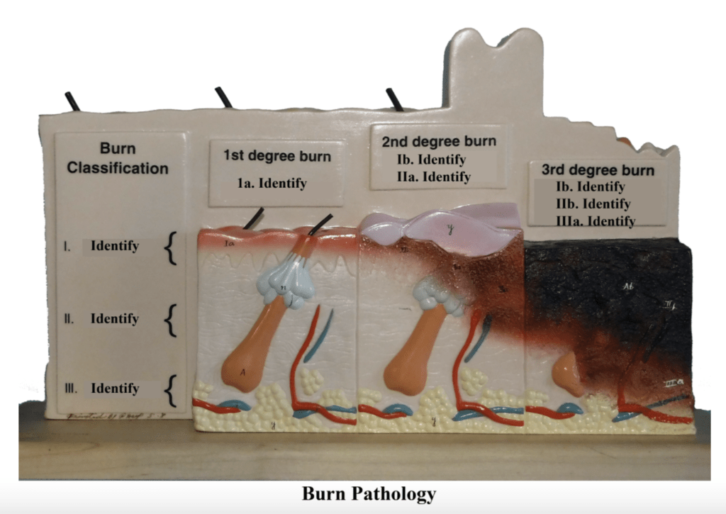 SCH1143 Reproductive System Multiple Choice.