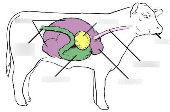 Ruminant Digestive System Diagram | Quizlet