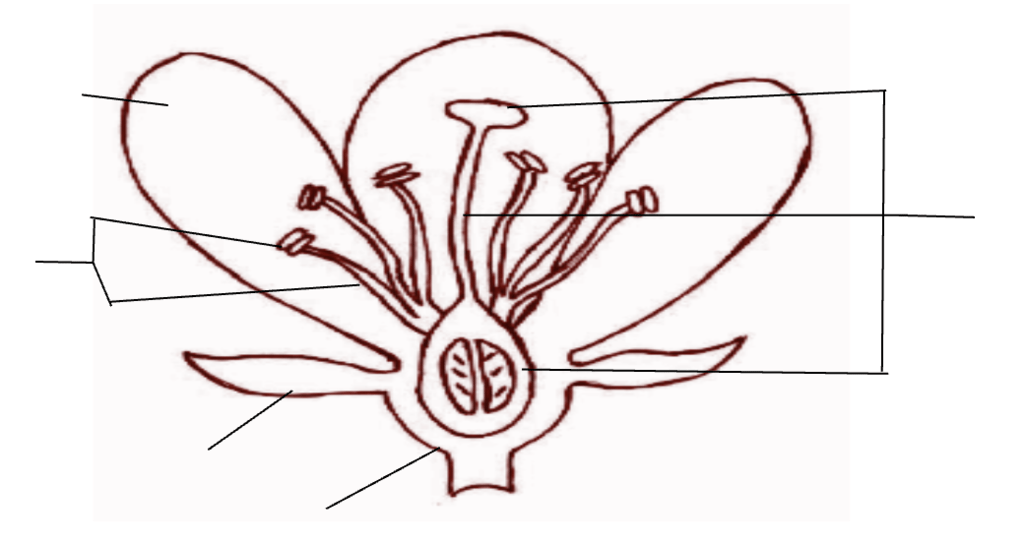 Flower Diagram Diagram | Quizlet