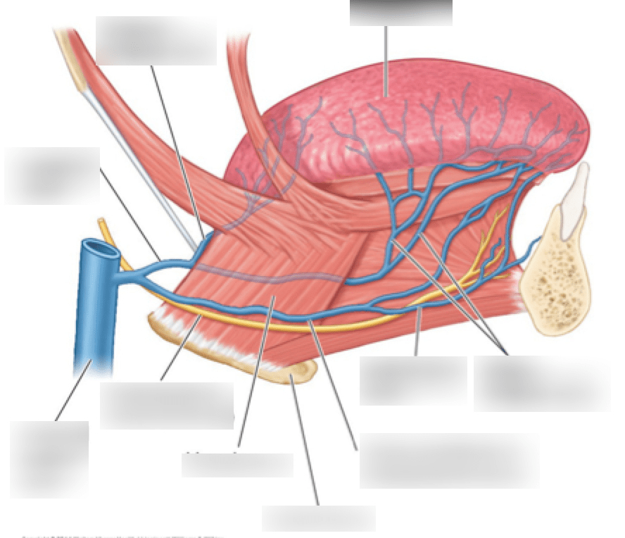 Veins of Tongue Diagram Quizlet