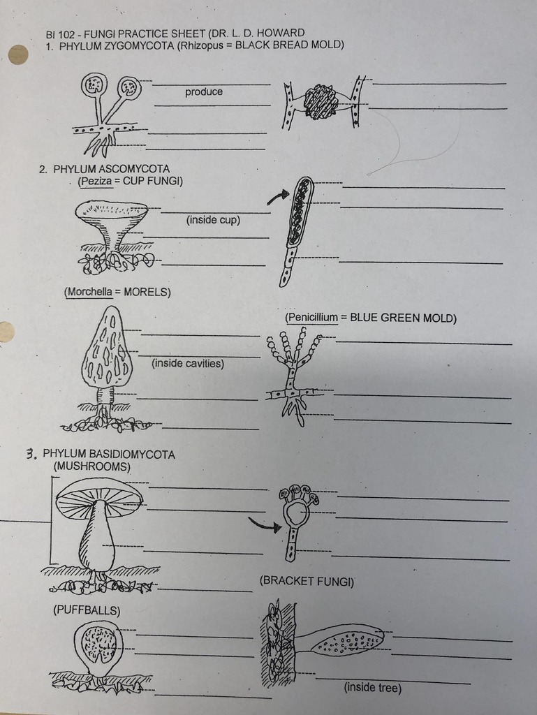 Bio 102 Exam 2 FUNGI DIAGRAM Diagram Quizlet