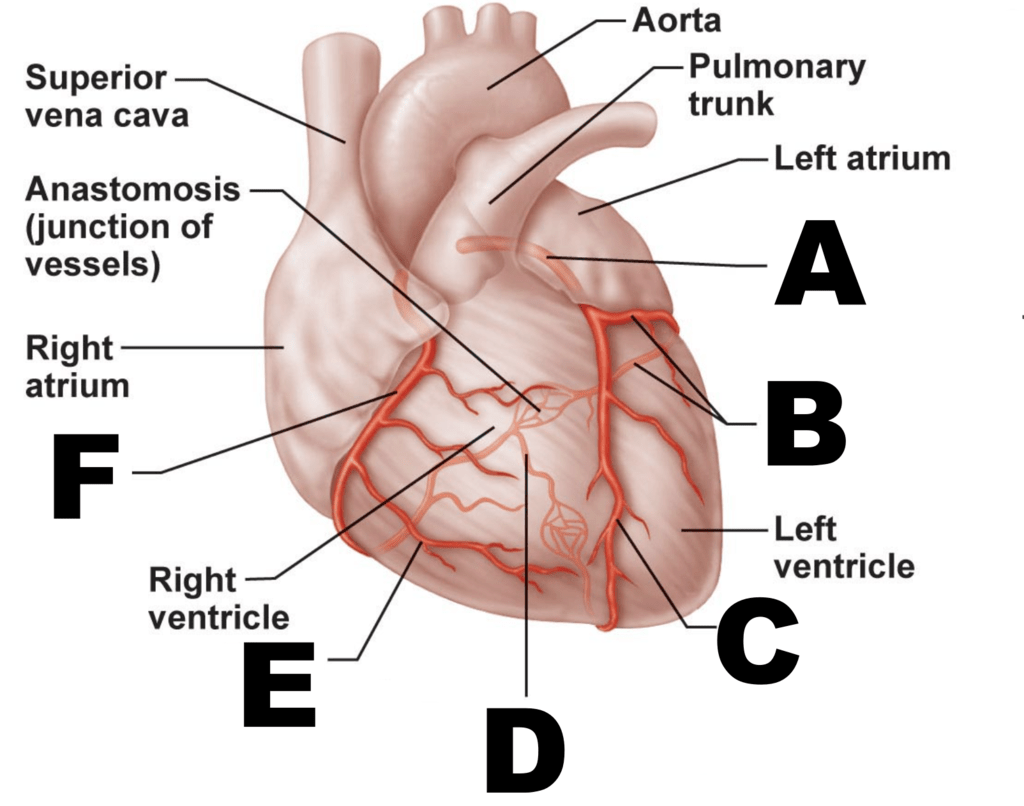 Coronary arteries Diagram | Quizlet