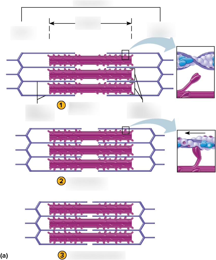 Figure 8.9 Skeletal Muscle Contraction Shortening of the