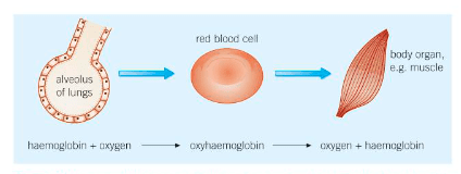 the blood Diagram | Quizlet