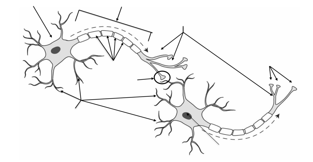 Neuron Structure Diagram | Quizlet