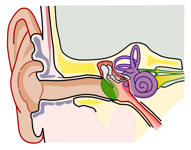 ap psych ear anatomy Diagram Quizlet