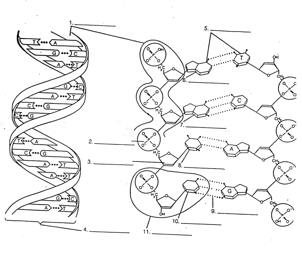 DNA STRUCTURE (Basic) Diagram | Quizlet