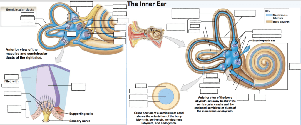 Ch.18 - Diagram - The Inner Ear (in detail) Diagram | Quizlet