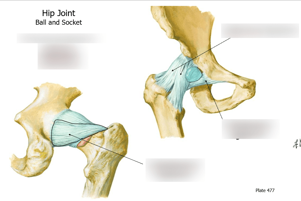 Ball And Socket Joint Diagram