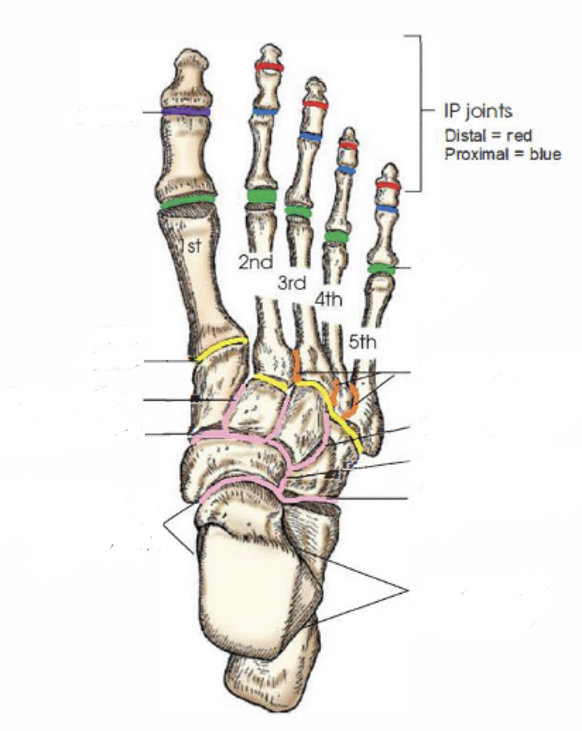 Joints in foot Diagram Quizlet