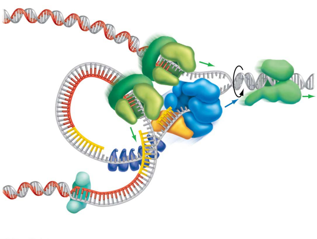DNA replication diagram Diagram | Quizlet