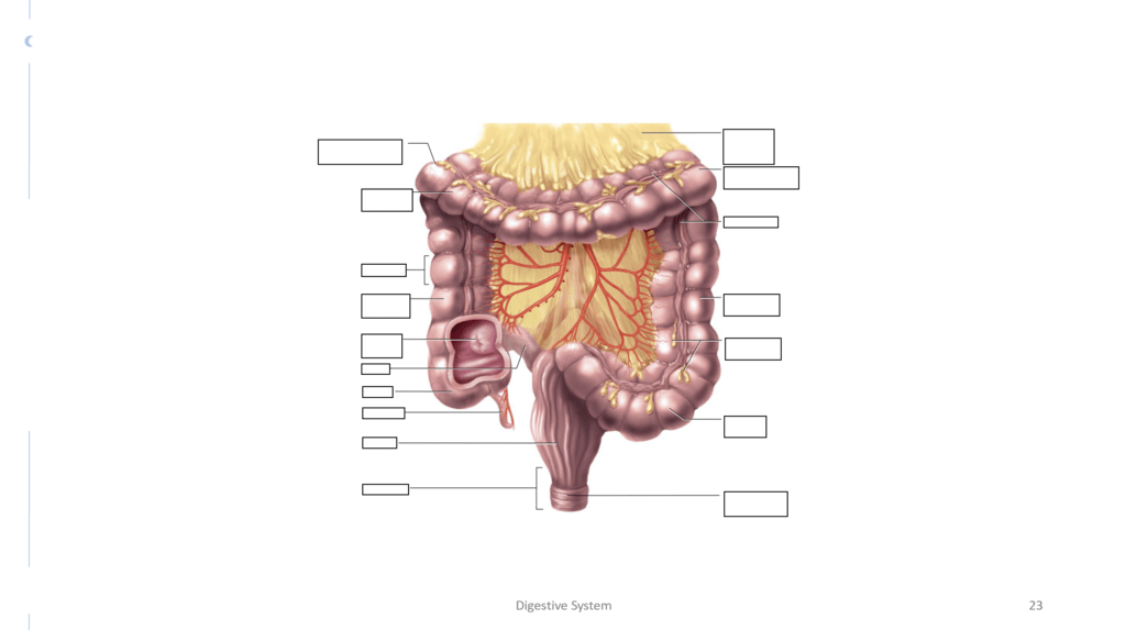 Digestive System Diagram | Quizlet