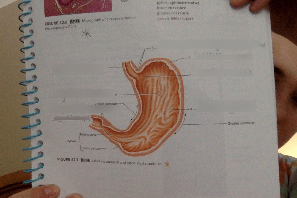 label of stomach Diagram Quizlet