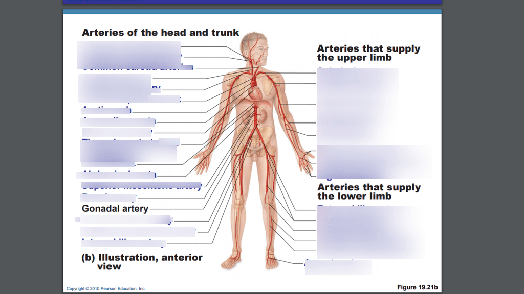 Arteries Diagram Quizlet Coronary Arteries Diagram Quizlet Quizlet