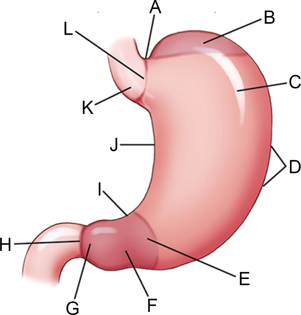 Upper GI anatomy Diagram | Quizlet