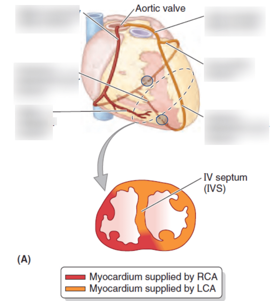 coronary arteries diagram Diagram | Quizlet