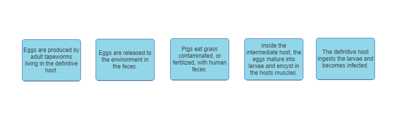 Microbiology - Mastering Microbiology Homework Chapter 23 (Part 2E) Diagram | Quizlet