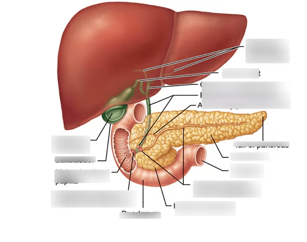 Ducts of accessory digestive organs Diagram | Quizlet