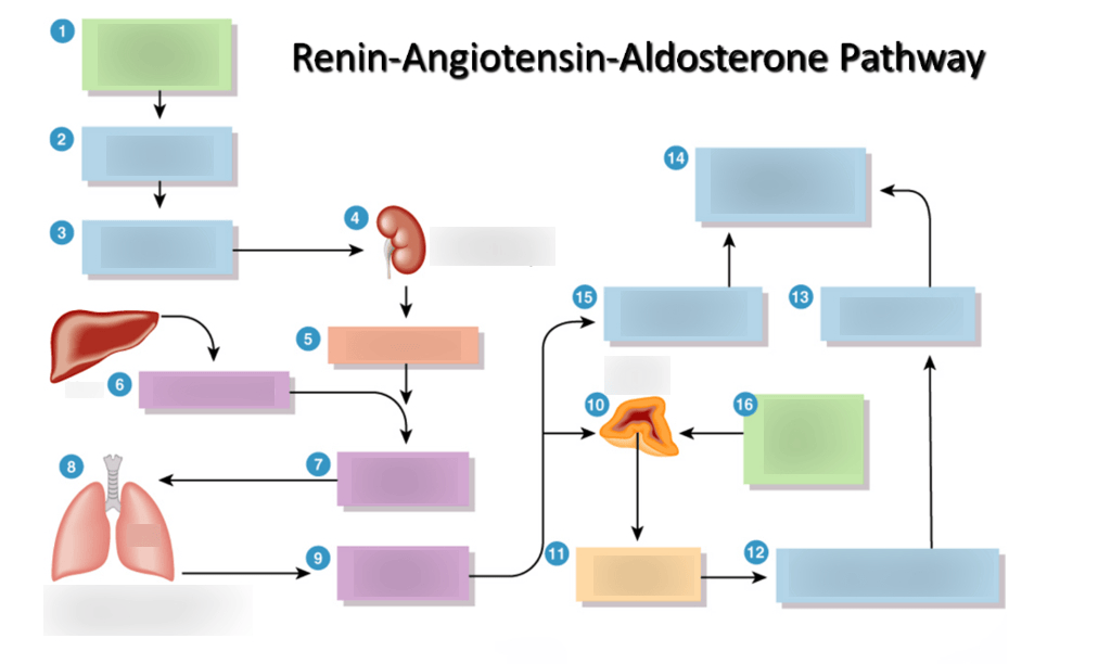 Renin-Angiotensin-Aldosterone Pathway Diagram | Quizlet