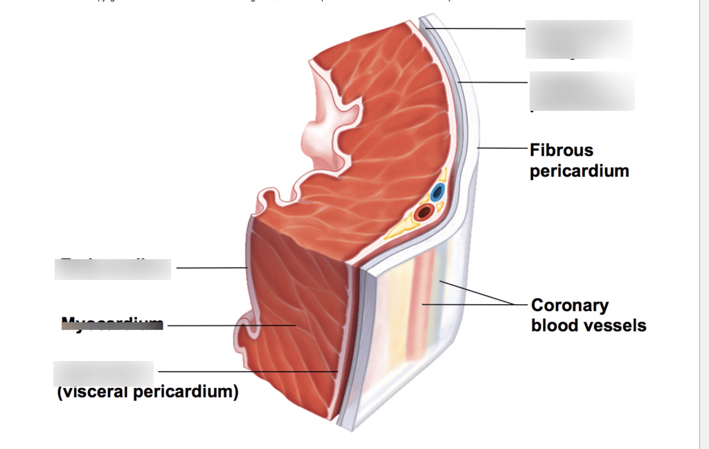 heart Diagram | Quizlet