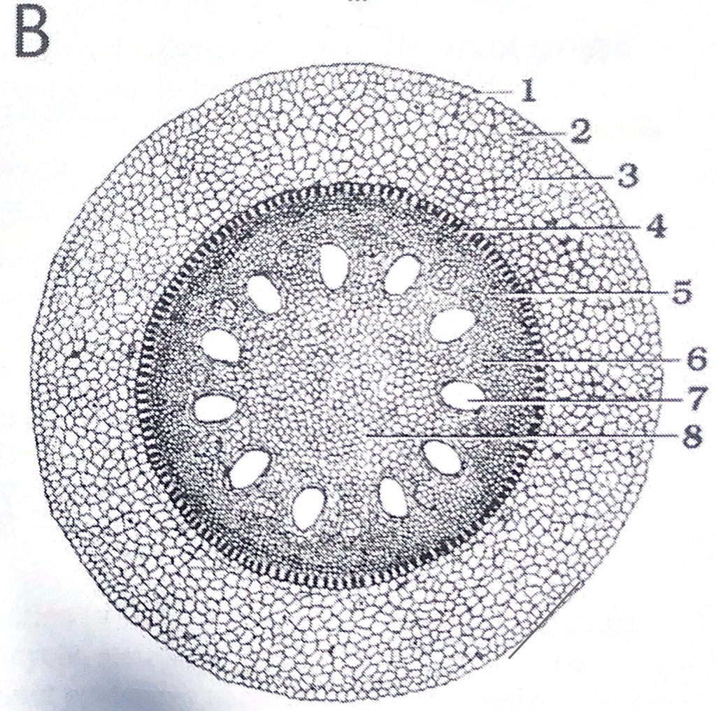 Plant roots Diagram Quizlet
