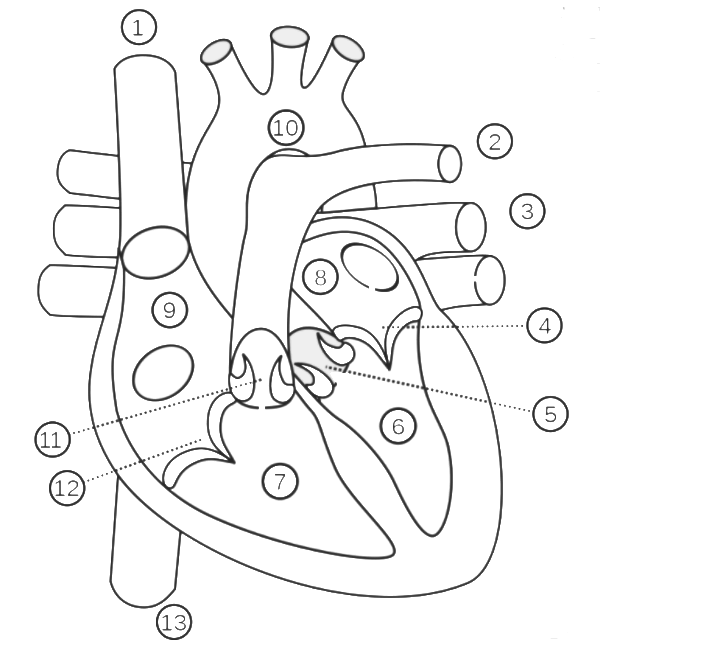 Parts Of The Heart Blank