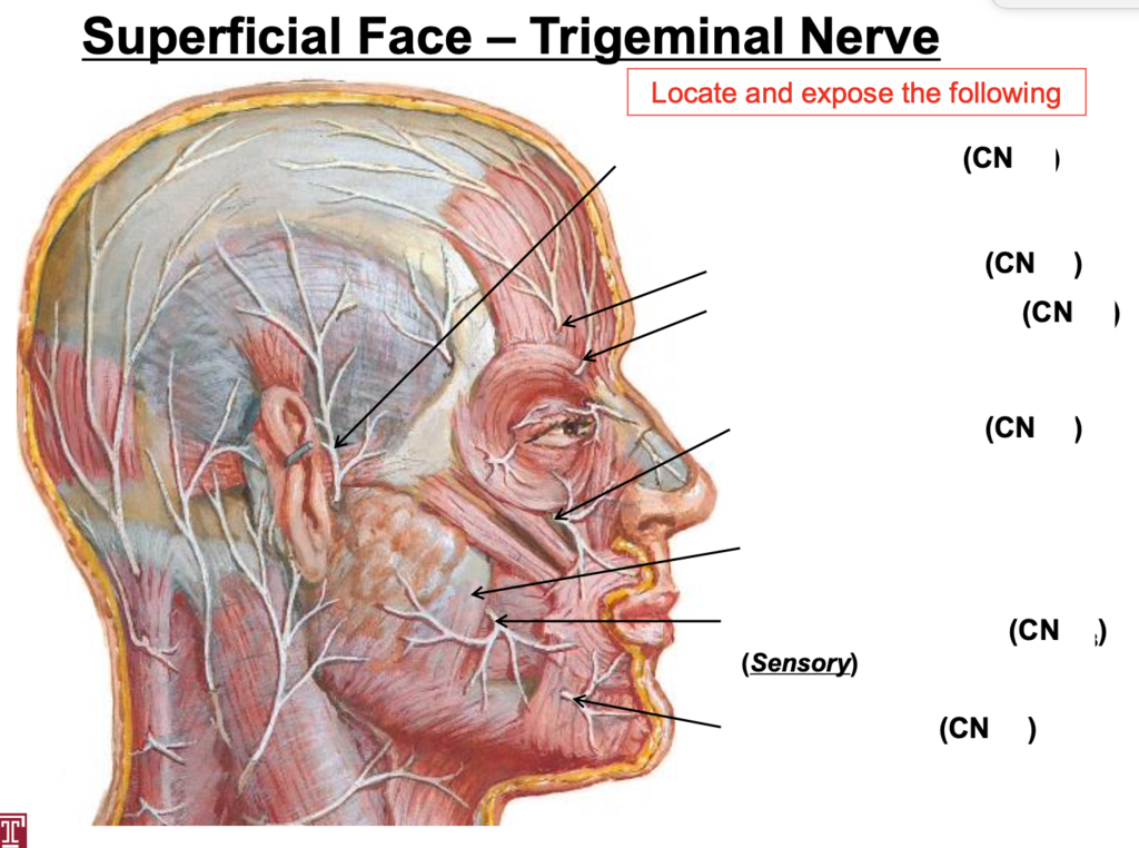 Superficial Face Trigeminal Nerve Diagram Quizlet