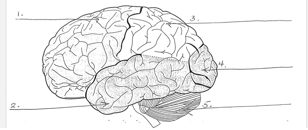 brain labeling Diagram | Quizlet