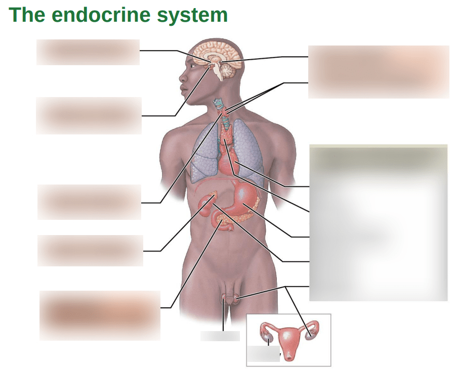 Glands of the Endocrine System Diagram | Quizlet