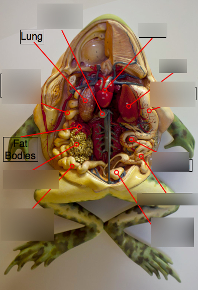 Frog Digestive System Diagram | Quizlet