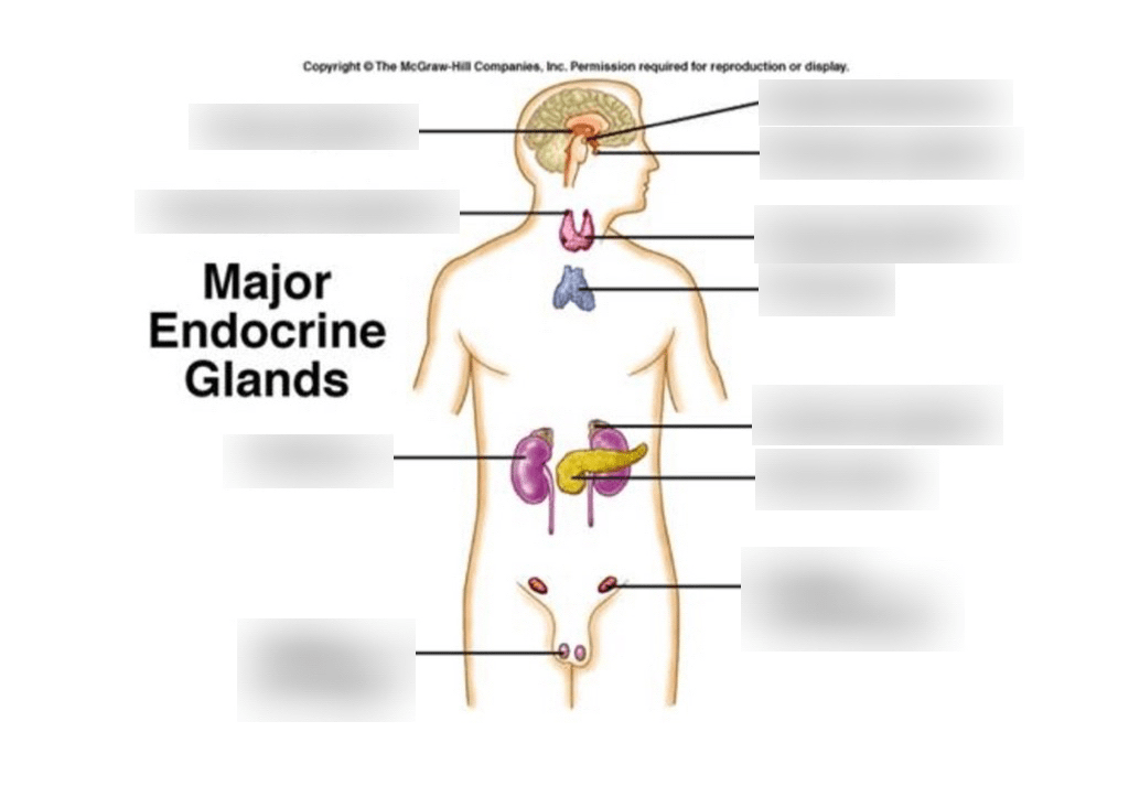 Endocrine System Diagram | Quizlet