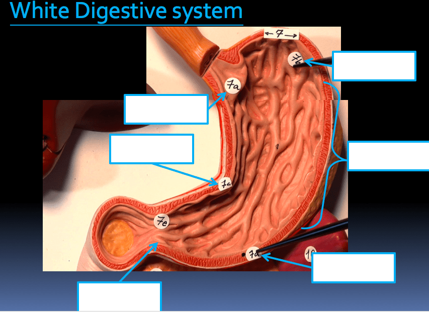 white digestive 2 Diagram | Quizlet