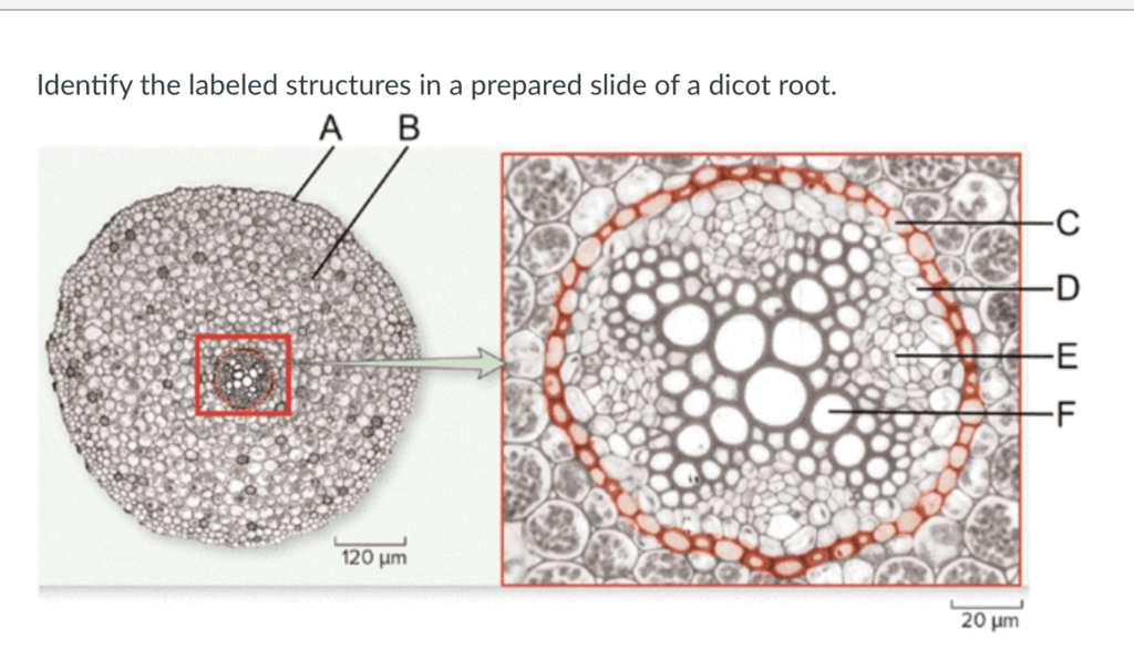 Plant Anatomy Root Diagram 2 dicot Diagram | Quizlet