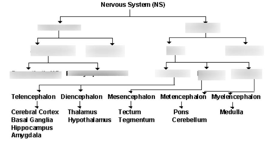 Nervous System Diagram Chart / Study Flow Chart Treatment Details For