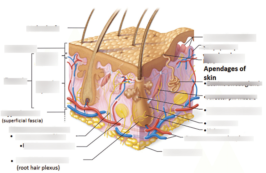Skin Diagram Diagram | Quizlet