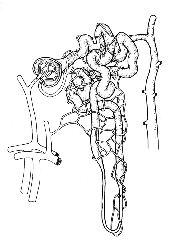 reproductive system Diagram | Quizlet