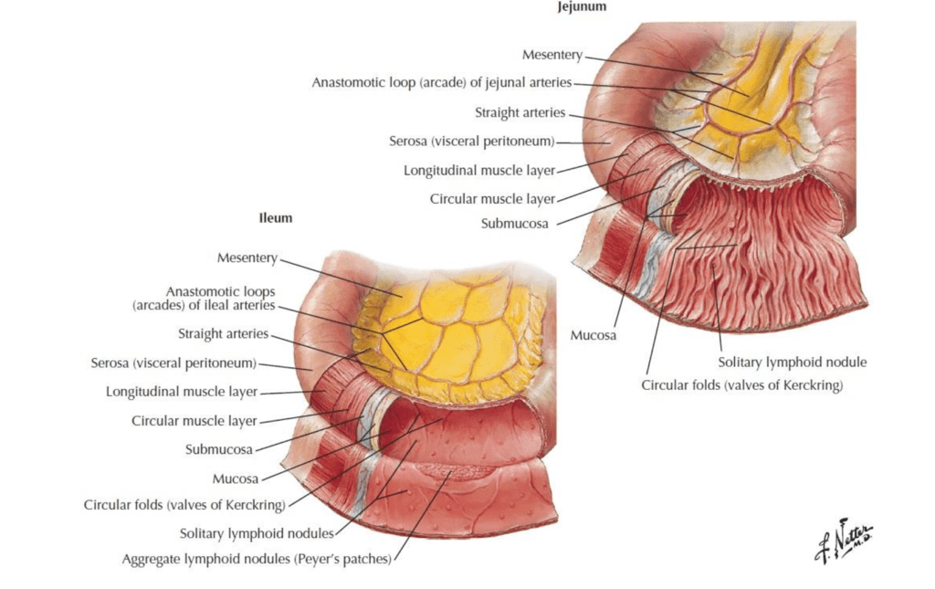 Diagram of jejunum vs ileum | Quizlet