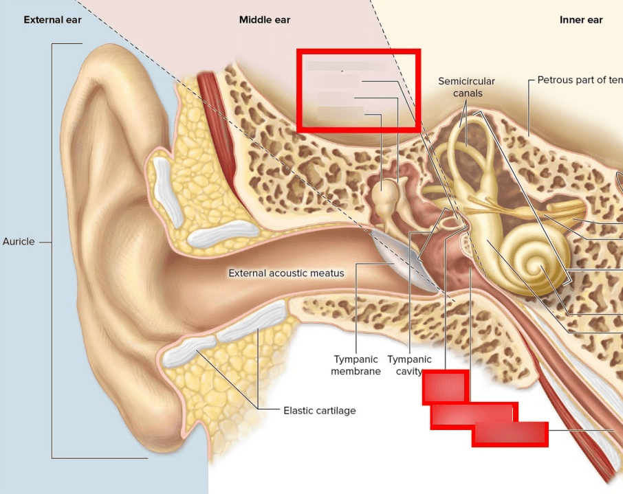 Ear Structure (Middle Ear) Diagram | Quizlet