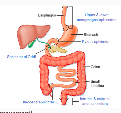 sphincters of the GI tract Flashcards | Quizlet