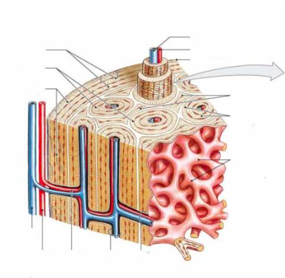 Compact bone Diagram | Quizlet